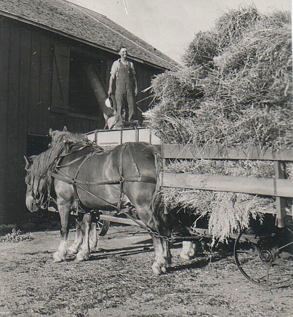 Arthur Tolstrup with some oat shocks by the barn his father built (Note: horse in foreground probably has sleeping sickness)